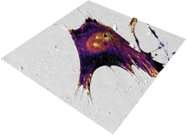 Modulus of MRC-Cell